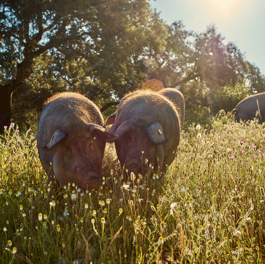 Los beneficios para la salud del jamón de bellota Ibérico